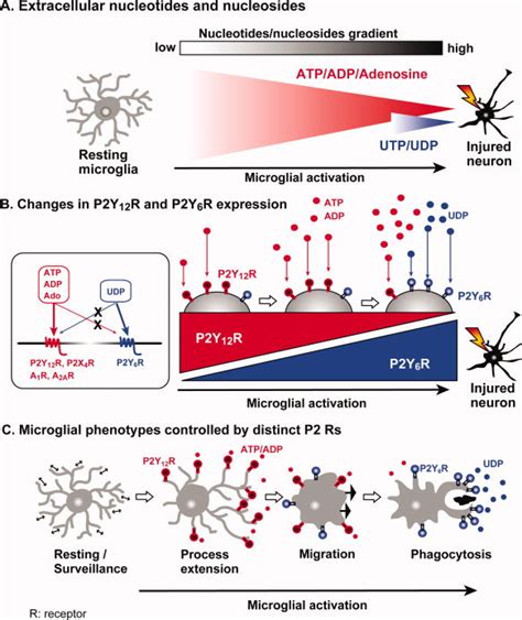 Independence Of P2y12 Receptor Mediated Migration And P2y6