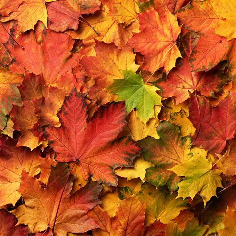 Premium Photo Red Orange Yellow And Green Maple Leaves Background