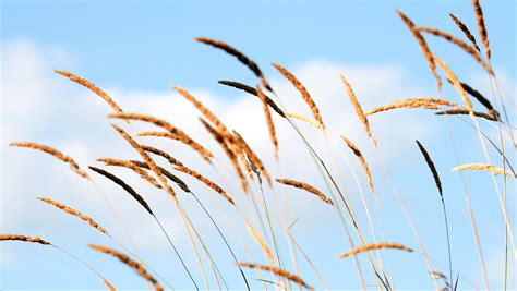Reeds In The Wind Sharon Mollerus Flickr