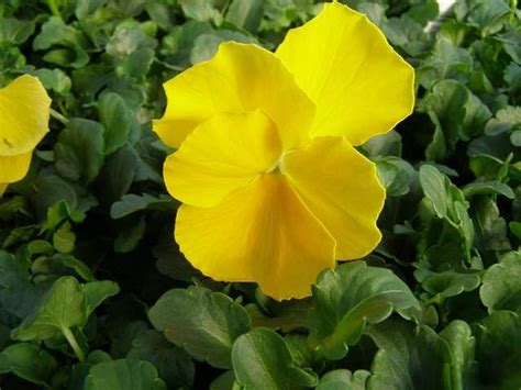 Clear Yellow Pansy