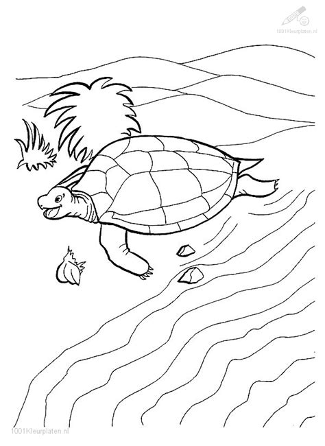 Kleurplaat Schildpad