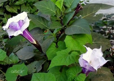 250 Plus Purple Moonflower Seed Trumpet Flower Night Blooming Etsy