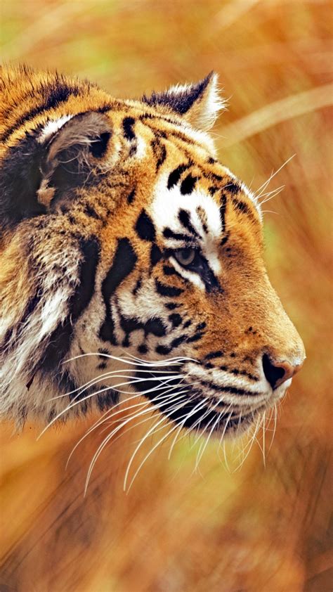 Tiger Hd Iphone Wallpapers Wallpaper Cave