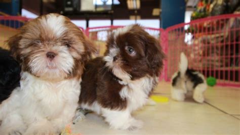 Darling Shih Tzu Puppies For Sale Georgia Local Breeders Near Atlanta