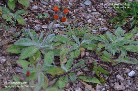 Us Wildflower Orange Hawkweed Devils Paintbrush Hieracium Aurantiacum