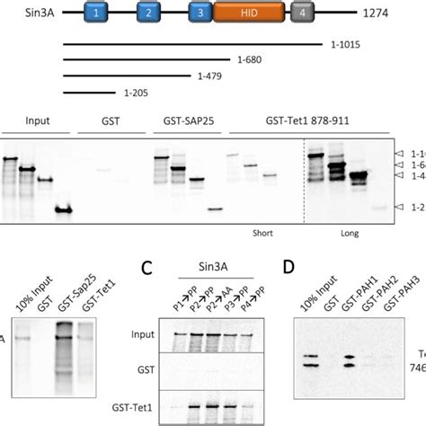 Identification Of A Conserved Sin3 Interaction Domain Sid In Tet1 And