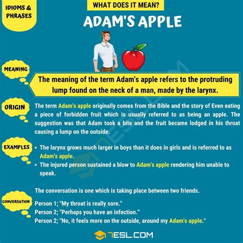 Adams Apple What Does This Term Mean With Helpful Examples 7esl