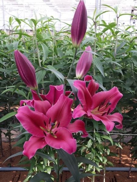 Buy Lily Bulbs Largo Oriental Trumpet Lilies Lily Bulbs Gold