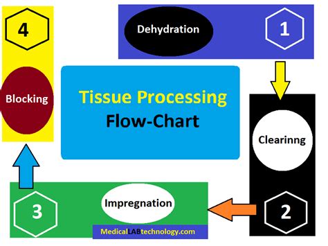 What Is Tissue Processing In Histopathology All Steps Tissue