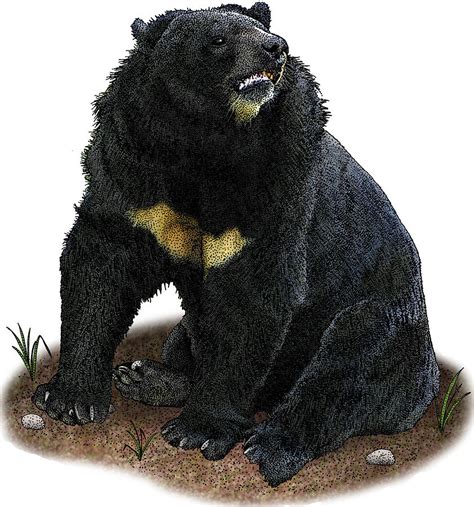 Black Bear Art Illustration