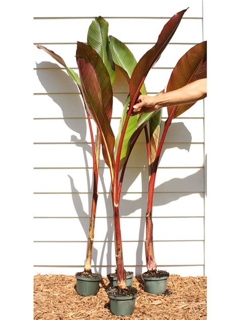 Lg Red Leaf Abyssinian Banana Tree Ensete Ventricosum Urban Tropicals