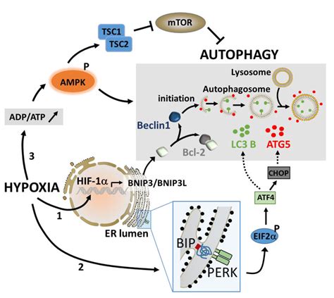The Major Pathways Involved In The Activation Of Autophagy Under
