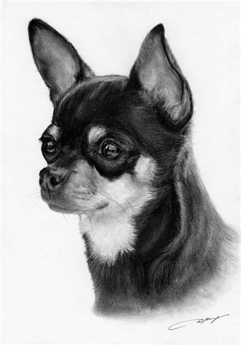 Chihuahua Drawing By Danguole Serstinskaja Chihuahua Fine Art Prints