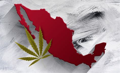 Activistas exigen legalización de la marihuana afuera del senado, ciudad de méxico, 20 de abril de 2021henry romero / reuters. Legalización De La Marihuan México : Escritor y defensor del acceso al cannabis recreativo y ...