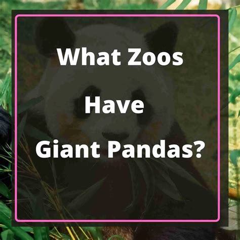 What Zoos Have Giant Pandas 6 Zoos To Visit