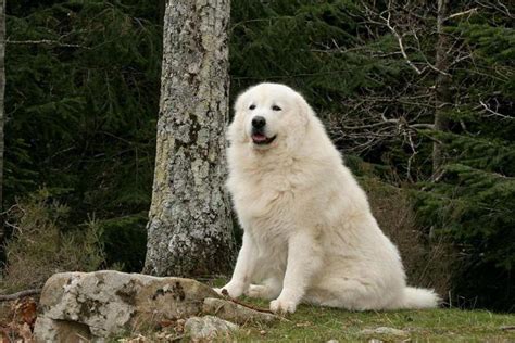 italian sheepdog maremma  size character photo reviews
