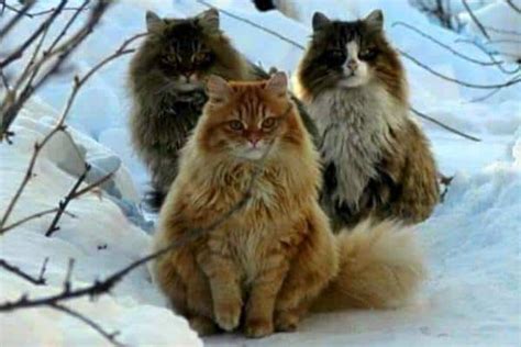 Norwegian Forest Cat Breeds Origin And Facts Catsfud