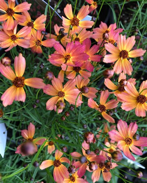 Late Summerfall Blooming Perennials Are Here Coreopsis