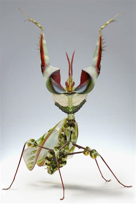 Devil flower mantis — beyond borders 05:47. Idolomantis diabolica bidsprinkhaan verzorging ...