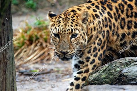 This Amur Leopard On Display Pittsburgh Editorial Stock Photo Stock