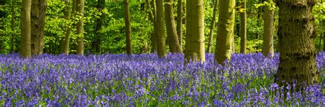 Are These The Uks Most Beautiful Bluebell Woods — Verve Garden Design