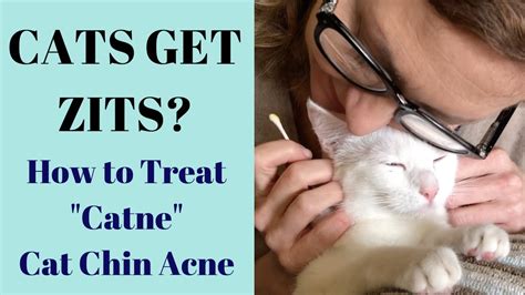 Cat Chin Acne How To Get Rid Of It Cat Lovster