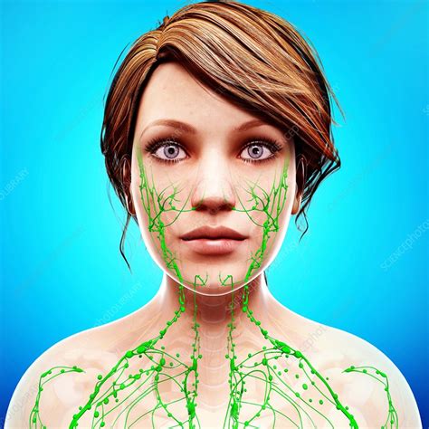 Female Lymphatic System Artwork Stock Image F0073365 Science
