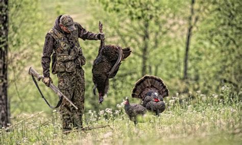 Turkey Hunting Tips For Beginners The Best And Most Complete Hunting Tips