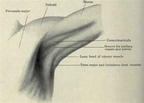 Armpit Muscles Human Body Anatomy Body Anatomy Arm Anatomy