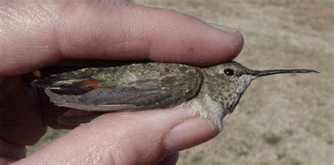 Planting the right flowers is an important element in establishing the. Hummingbird Broken Beak
