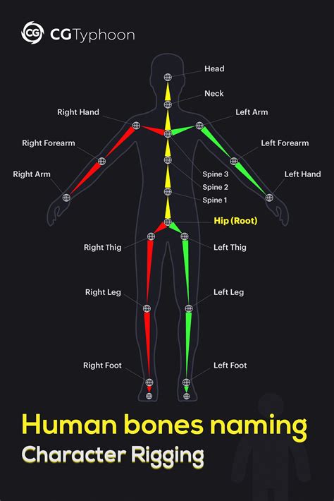 📌human Bones Naming Character Rigging In 2021 Character Rigging