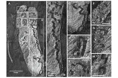 Unearthing The Leaf Miners Of Ancient Times 312 Million Year Old