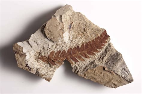 Fossils Help Scientists Build A Picture Of The Past—and Present