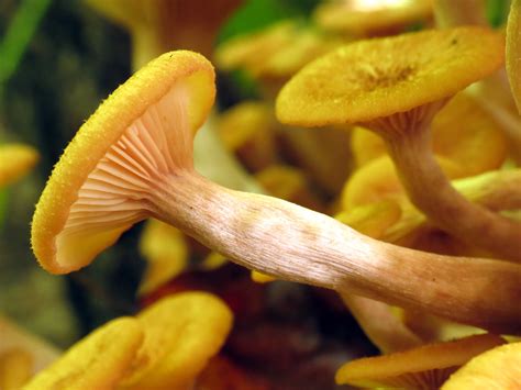 Ringless Honey Mushroom Armillaria Tabescens Rock Creek P Flickr
