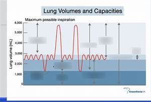 Lung Volumes Capacities Chart Diagram Quizlet
