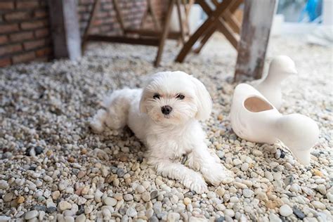 Teacup Maltese Information Overview Temperaments And Traits Pet