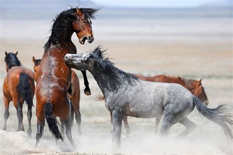 Hunts Photo Adventure Wild Horses In Utah
