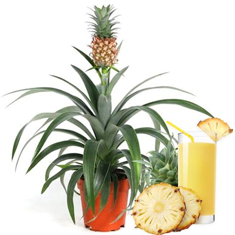 Unique Ananas Comosus Amigo Potted Indoor Plant For Sale 35 45cm