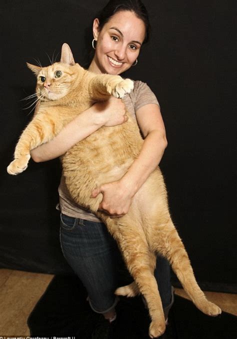 Самый толстый кот в мире весит 15 килограммов