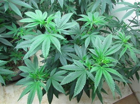 Cuban Black Haze X Big Sur Holy Bud Thcfarmer Cannabis Cultivation