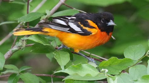 Baltimore Oriole Indiana Audubon