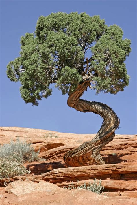 Canyonlands National Park Us National Park Service Unique Trees