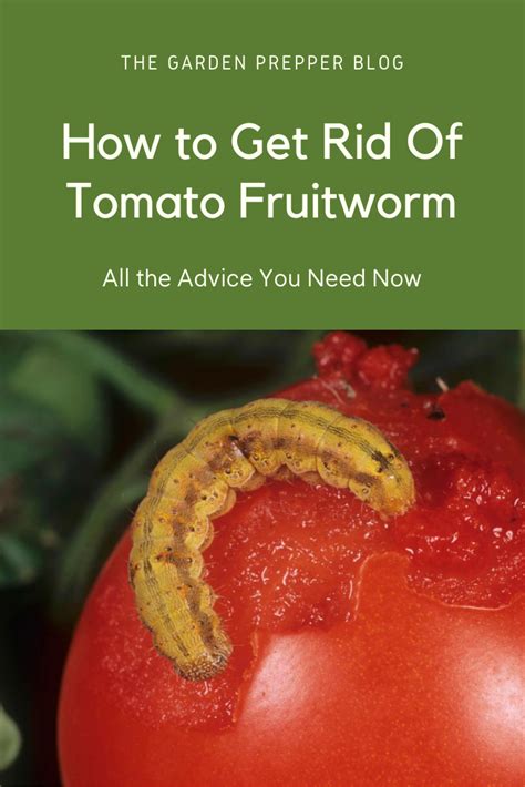 How To Get Rid Of Tomato Fruitworm All The Advice You Need Now