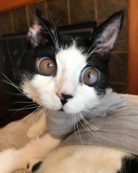 Meet Porg The Cute Kitten With Big Eyes That Was Found Abandoned In A Box