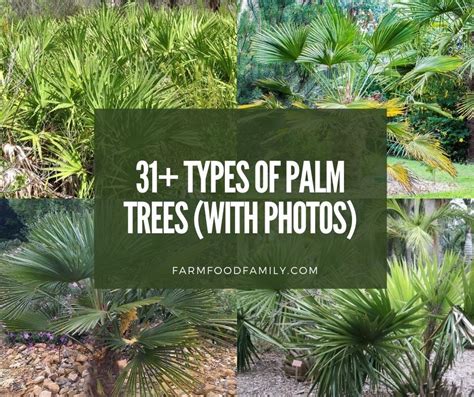 Indoor palm plants can be a beautiful and exotic addition to your home. 31+ Different Types Of Palm Trees With Pictures (Indoor ...