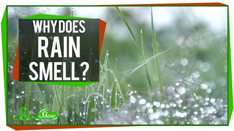 Scishow Explains The Source Of The Familiar And Pleasant Smell Of Rain