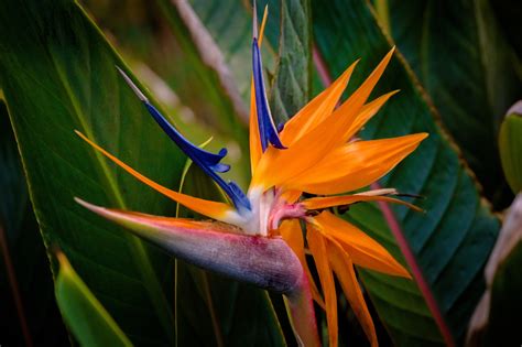10 Rare Flowers from Around the World (That Are Absolutely Beautiful ...