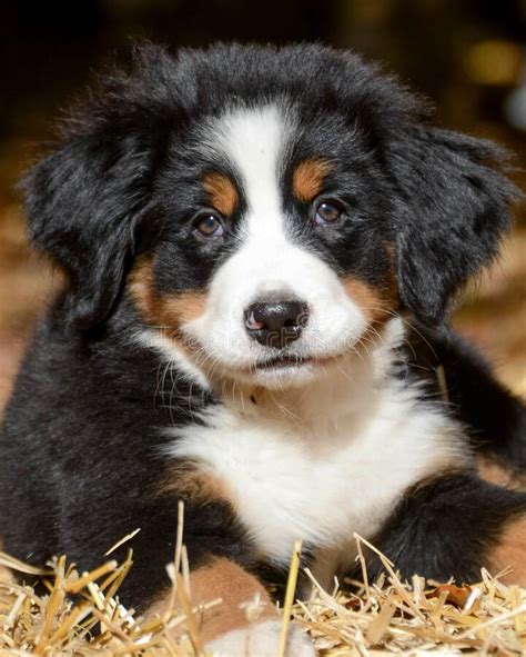 Adorable Bernese Mountain Dog Puppy Stock Image Image Of Friend Hair