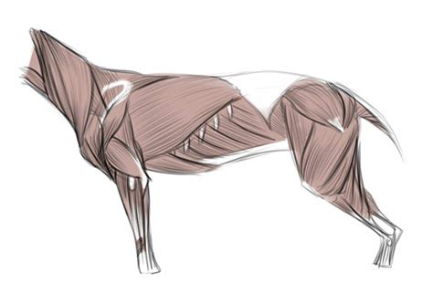 Wolf Anatomy Muscle Diagram