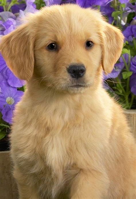 Golden Retriever Puppy Goldenretrievers Beautiful Dogs Golden
